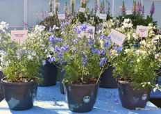 The Delphinium Grandiflorum Hunky Dory (F1 Hyrbid) from Floranova. "A beautiful plant with strong branching and produces flowers for a very long time".